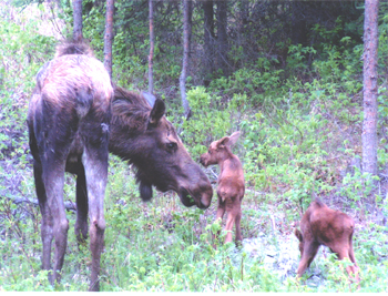 Alaska wildlife sightseeing and tours