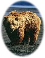 Grizzly / Brown Bear