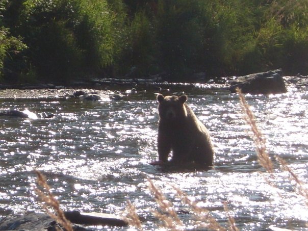 Brown Bear