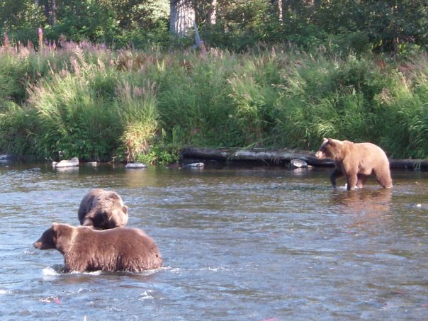 brown / grizzly bear