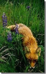Red Fox