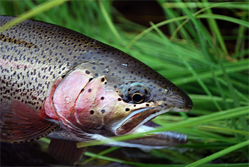 Alaska Rainbow Trout Fly Fishing