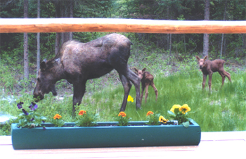 Alaska Cow Moose and Calf