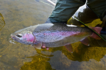 Fly fishing for trophy rainbow trout