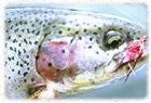 Rainbow Trout