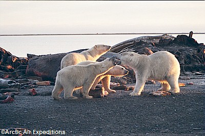 Polar Bear Tours